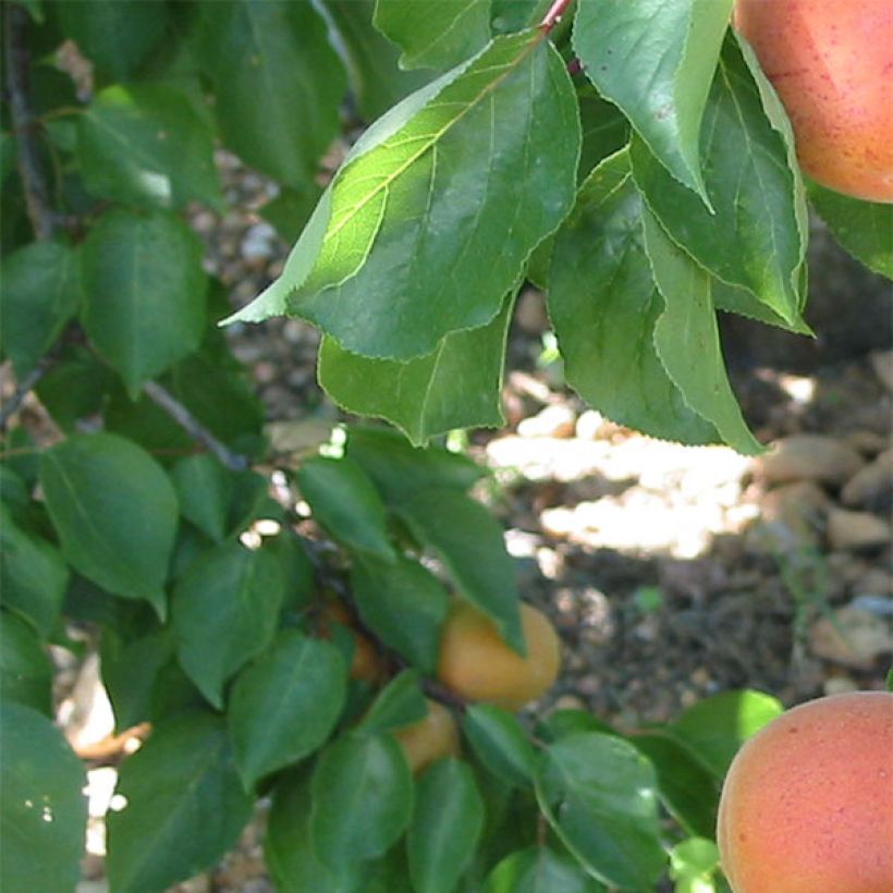 Aprikose Flavor Cot - Prunus armeniaca (Laub)