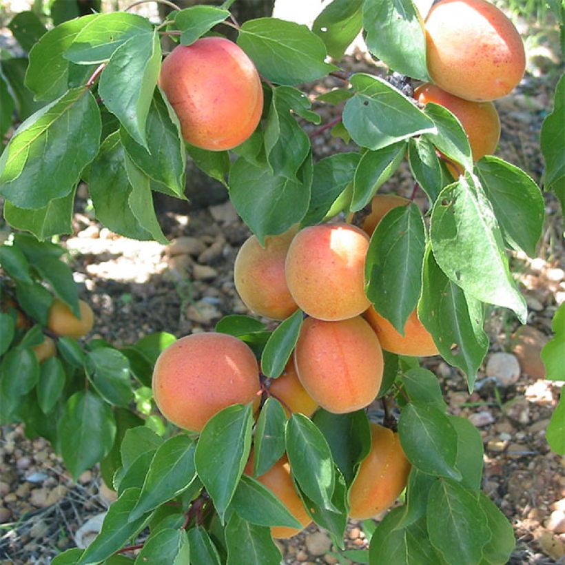 Aprikose Flavor Cot - Prunus armeniaca (Ernte)