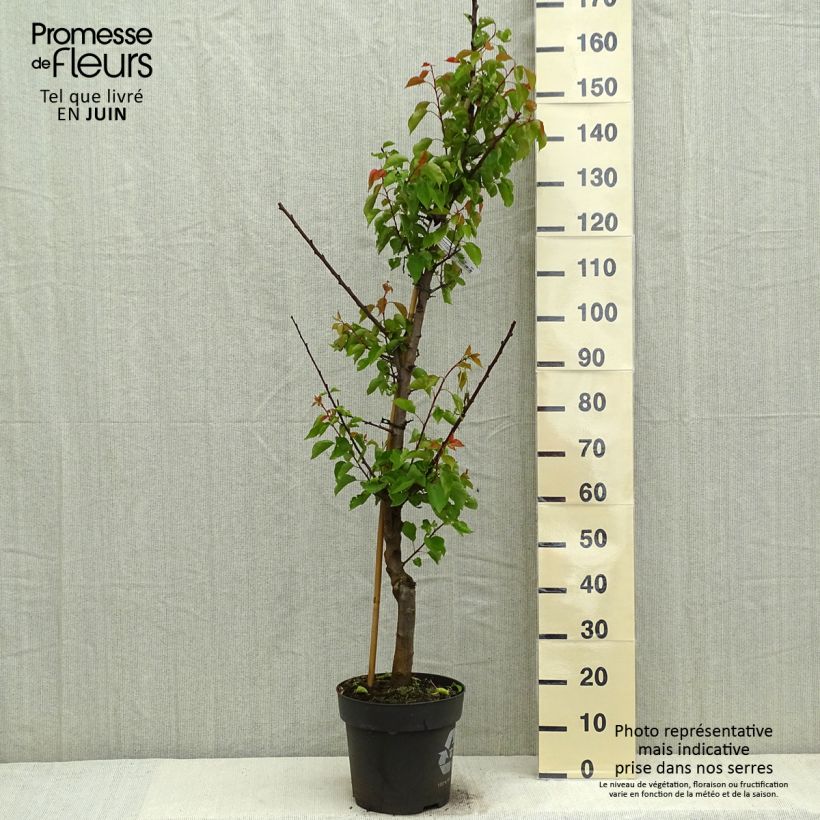 Exemplar von Aprikose Hargrand - Prunus armeniaca Topf mit 7,5L/10L, Gobelet-FormGelieferte Höhe ca. 125/150cm wie im Frühjahr geliefert