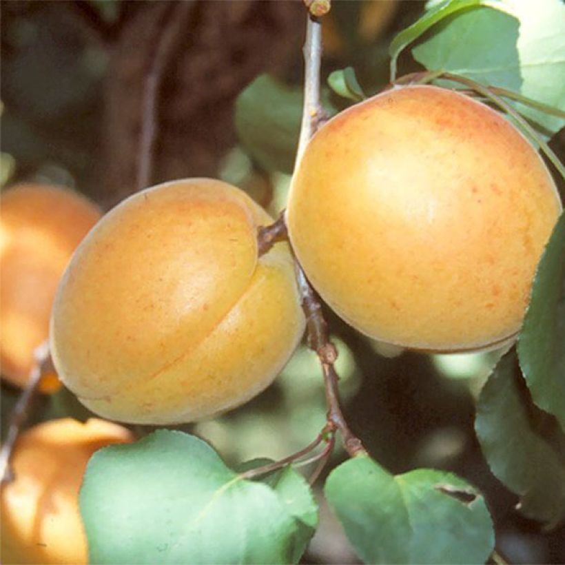 Aprikose Luizet - Prunus armeniaca (Ernte)