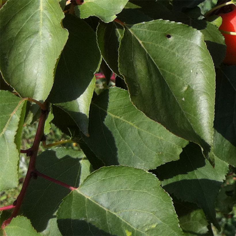 Aprikose Orange Summer - Prunus armeniaca (Laub)