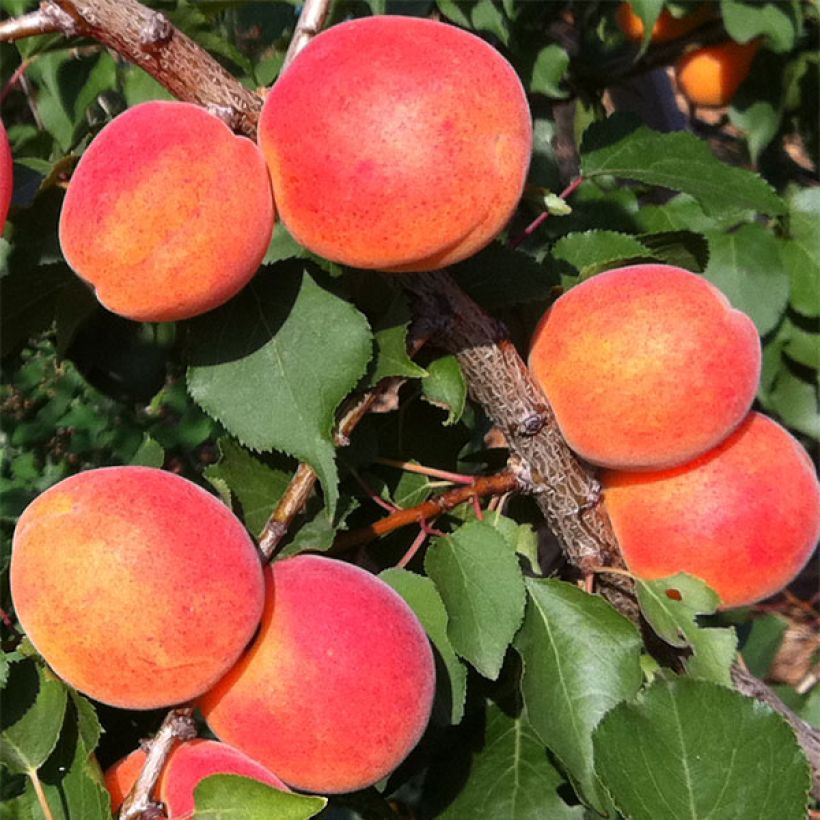 Aprikose Orange Summer - Prunus armeniaca (Ernte)