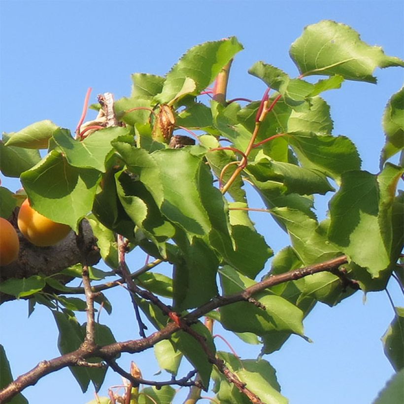 Aprikose Petit Muscat - Prunus armeniaca (Laub)