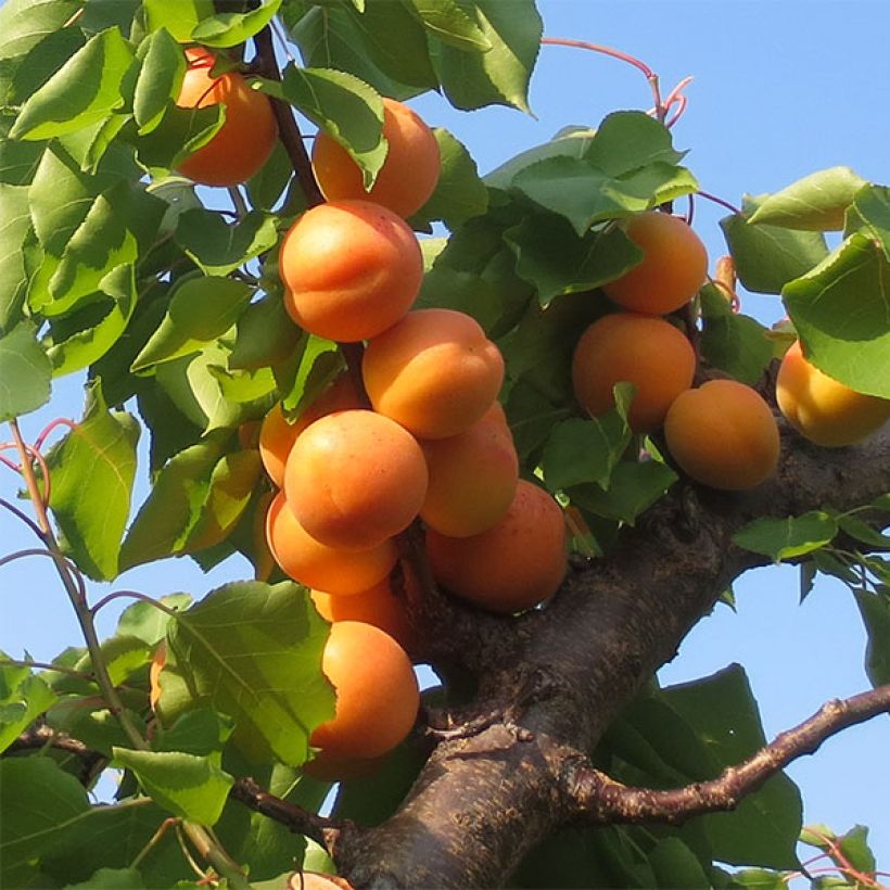 Aprikose Petit Muscat - Prunus armeniaca (Ernte)