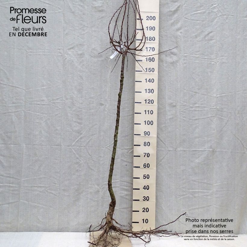 Exemplar von Aprikose Précoce de Saumur - Prunus armeniaca Wurzelnackt, HalbstammGelieferte Höhe ca. 280/300 cm cm wie im Winter geliefert