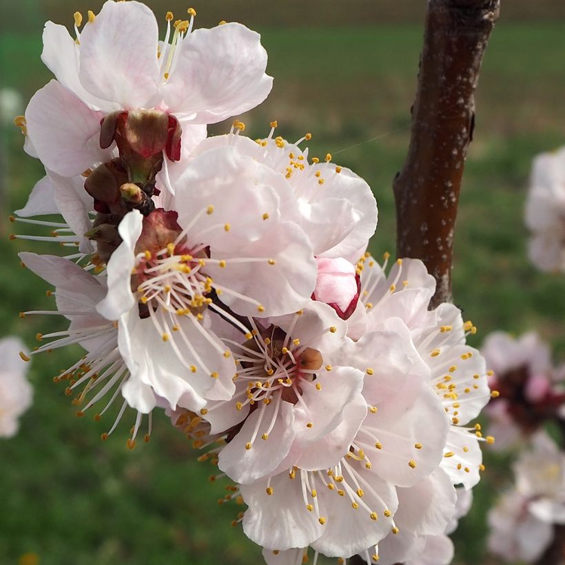 Aprikose Harcot - Prunus armeniaca (Blüte)