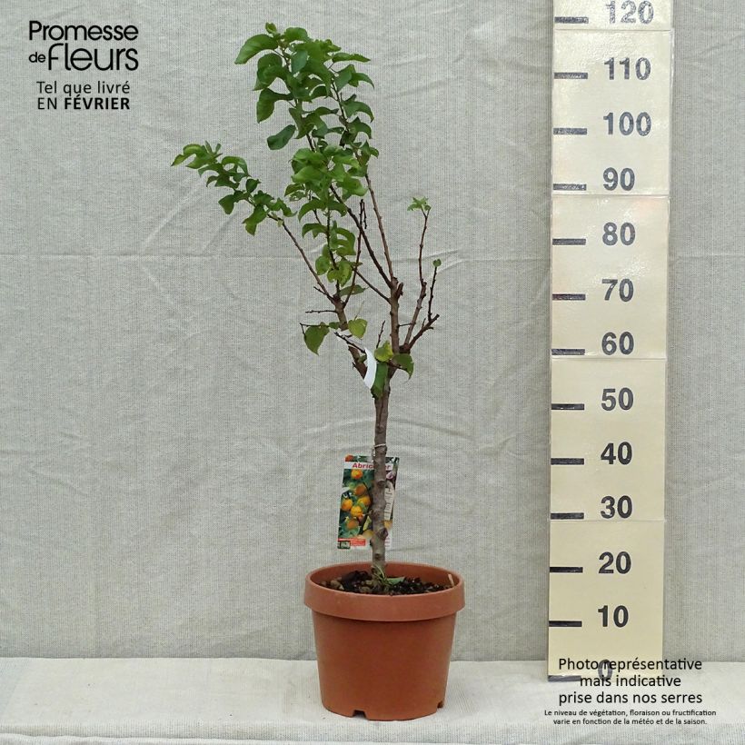 Exemplar von Abricotier - Prunus armeniaca Nanum Pot de 7,5L/10L wie im Herbst geliefert