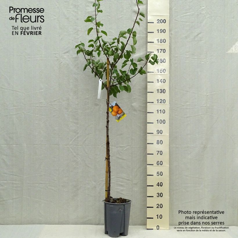 Exemplar von Abricotier - Prunus armeniaca Peche Nancy Demi-tige en pot de 7,5l/10l wie im Herbst geliefert