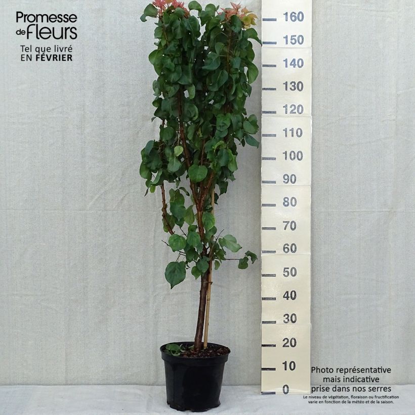 Exemplar von Abricotier - Prunus armeniaca Tardif De Bordaneil Pot de 7,5L/10L wie im Herbst geliefert