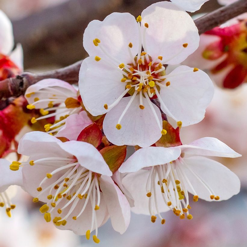 Aprikose Tardif De Bordaneil - Prunus armeniaca (Blüte)