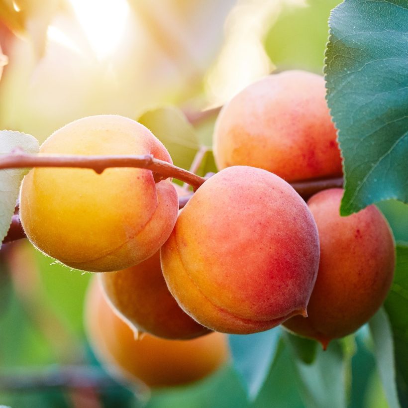 Aprikose Tardif De Bordaneil - Prunus armeniaca (Ernte)