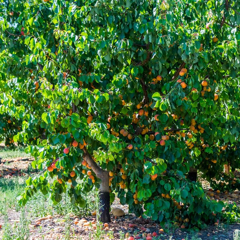 Aprikose Tardif De Bordaneil - Prunus armeniaca (Hafen)