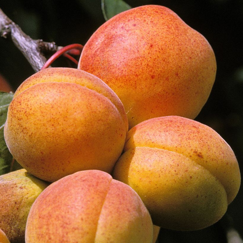 Aprikose Peche de Nancy - Prunus armeniaca (Ernte)