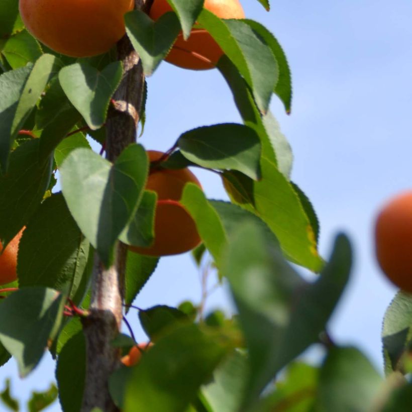 Aprikose Rustique Des Pyrénées bourquin - Prunus armeniaca (Laub)