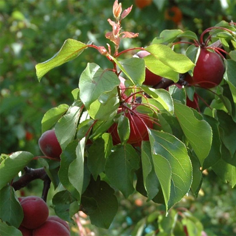 Aprikose Sunrosso (Rubista) - Prunus armeniaca (Laub)