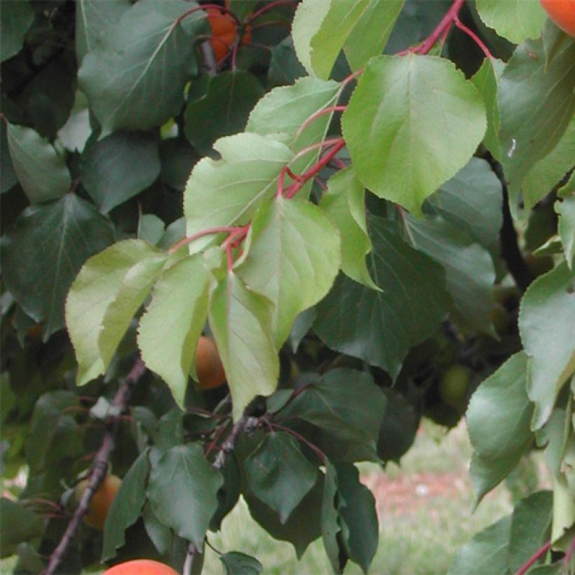 Aprikose Tom Cot - Prunus armeniaca (Laub)