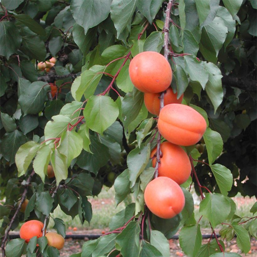 Aprikose Tom Cot - Prunus armeniaca (Ernte)