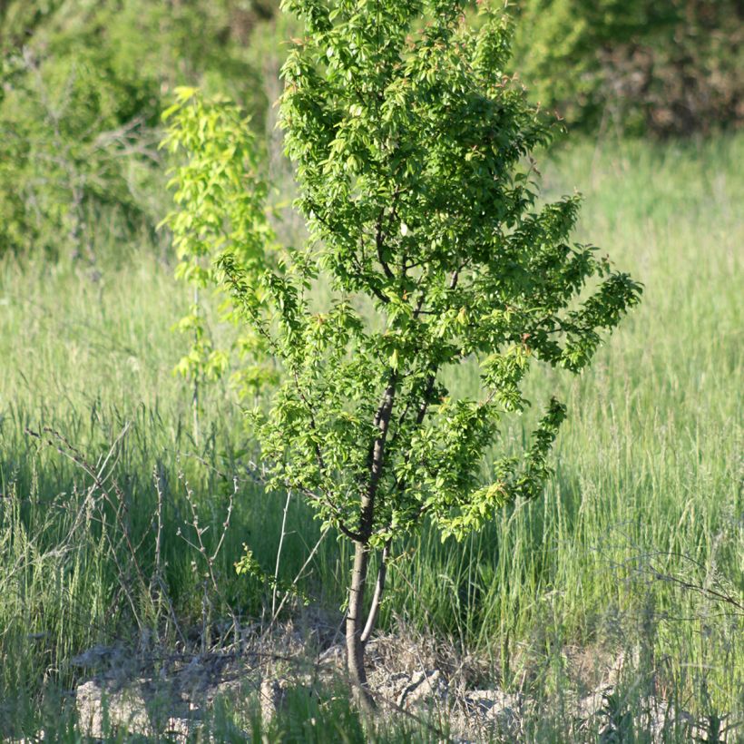 Aprikose Fruit Me Apricot Me Pending - Prunus armeniaca (Hafen)