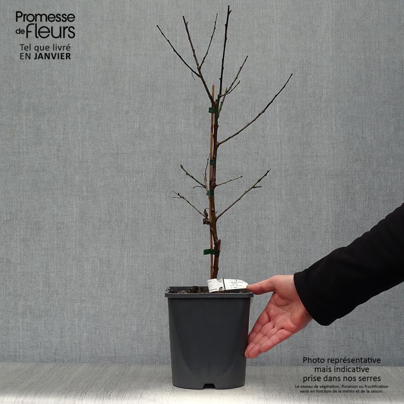 Exemplar von Abricotier nain Fruit Me Apricot Me Pending - en pot de 4L/5L wie im Winter geliefert