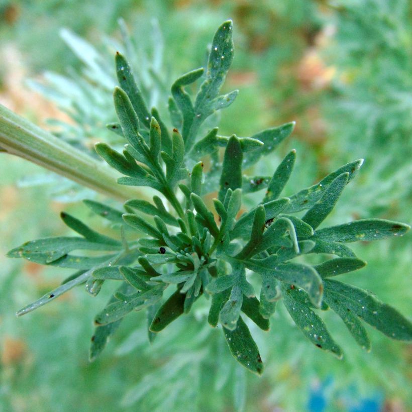 Wermut - Artemisia absinthium (Blüte)