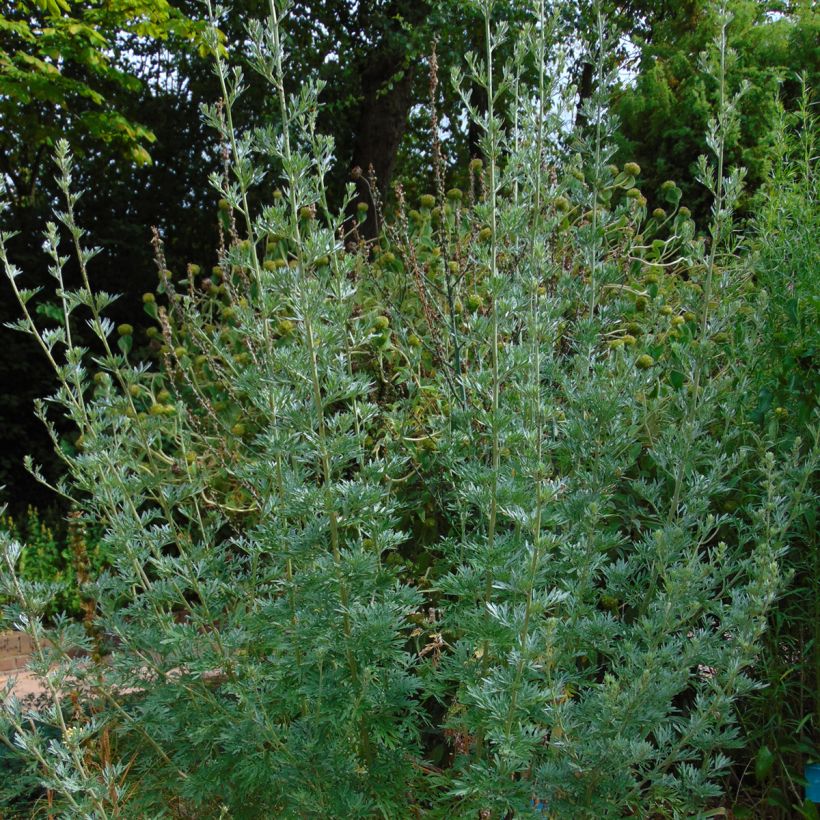 Wermut - Artemisia absinthium (Hafen)