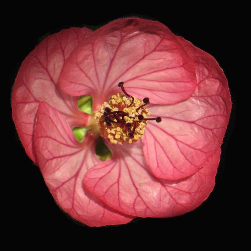 Abutilon Cerise Queen - Schönmalve (Blüte)