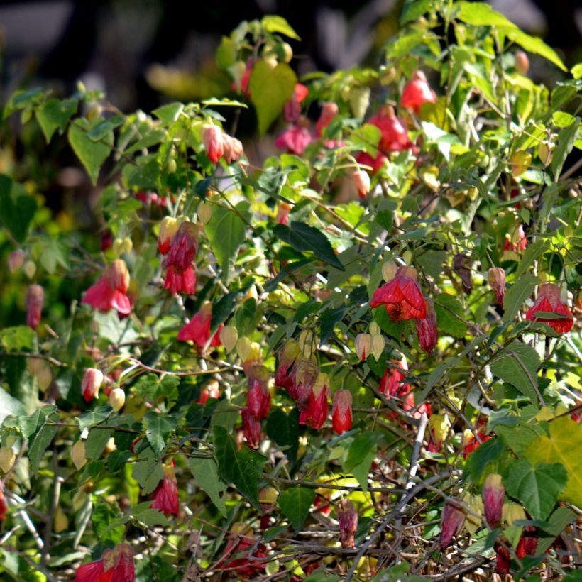 Abutilon Patrick Synge - Schönmalve (Hafen)