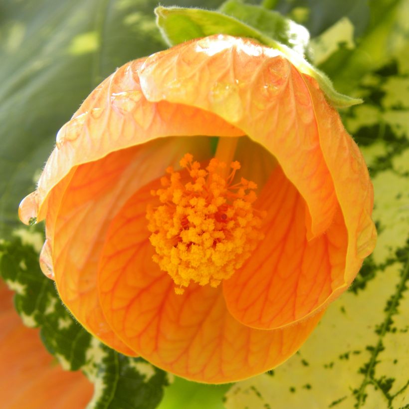 Abutilon Savitzii - Schönmalve (Blüte)