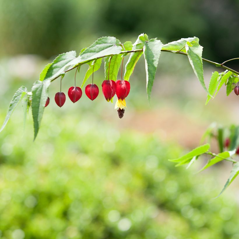 Abulilon megapotamicum - Schönmalve (Blüte)