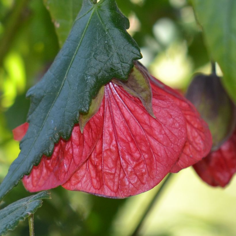 Abutilon Nabob - Schönmalve (Blüte)