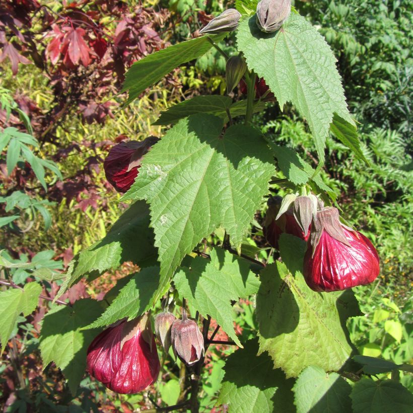 Abutilon Nabob - Schönmalve (Hafen)