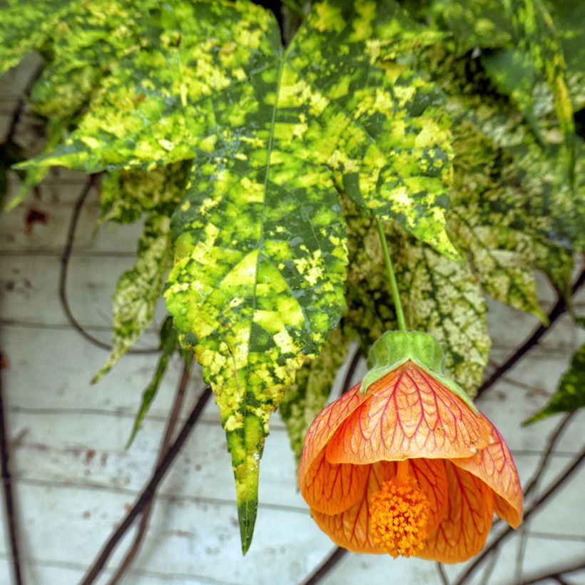 Abutilon pictum Thompsonii - Schönmalve (Laub)