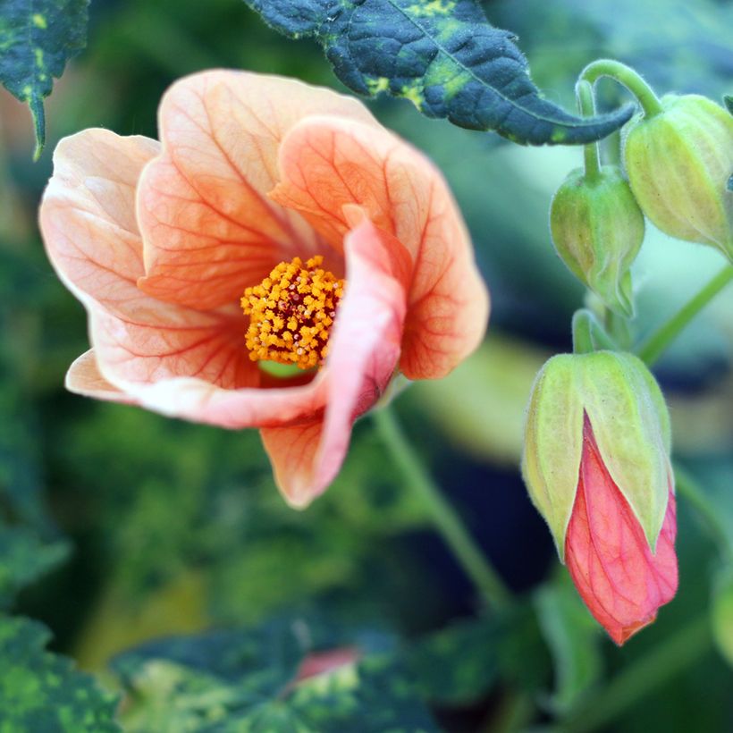 Abutilon pictum Thompsonii - Schönmalve (Blüte)