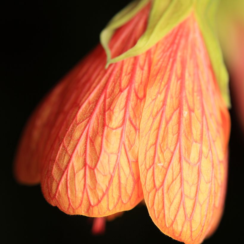 Abutilon Souvenir de Bonn - Schönmalve (Blüte)