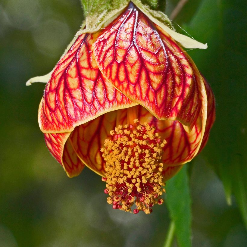 Abulilon striatum Redvein - Schönmalve (Blüte)