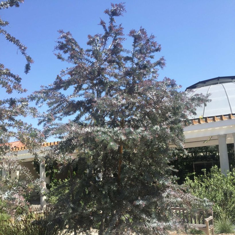 Acacia baileyana Purpurea - Cootamundra-Akazie (Hafen)