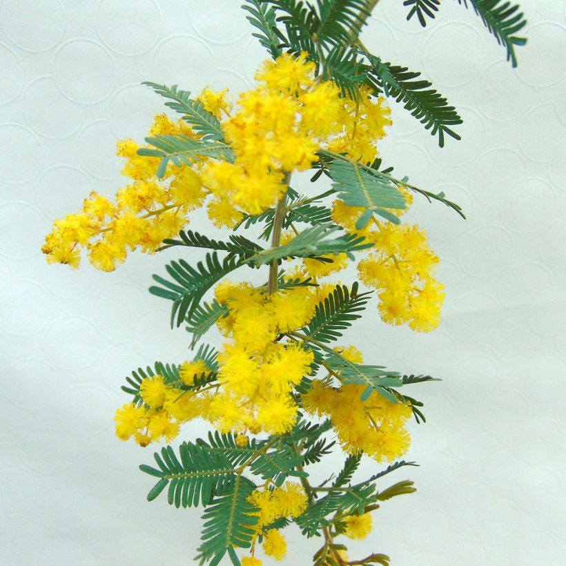 Acacia baileyana Purpurea - Cootamundra-Akazie (Blüte)