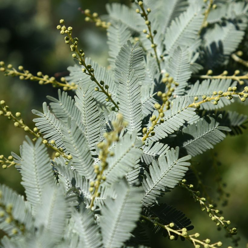 Acacia baileyana Songlines - Cootamundra-Akazie (Laub)