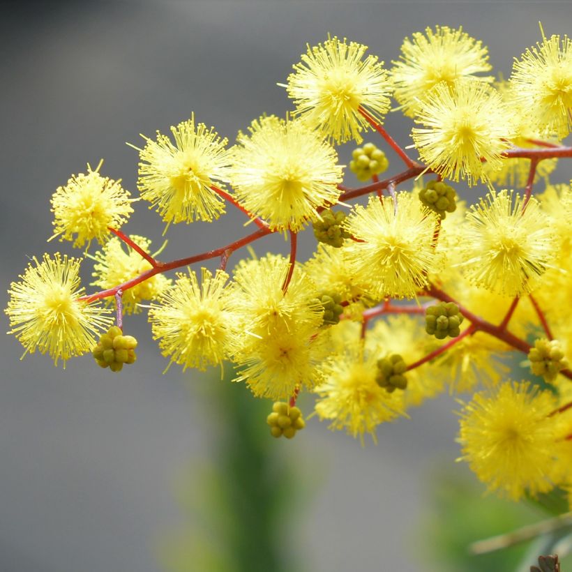 Acacia baileyana Songlines - Cootamundra-Akazie (Blüte)