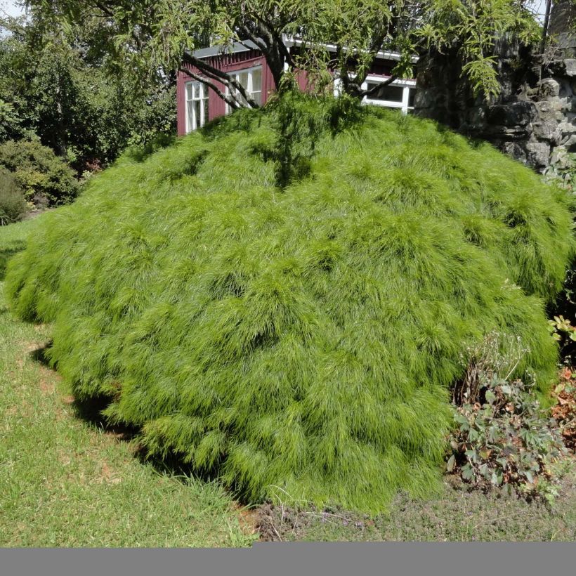 Acacia cognata Limelight - Akasie (Hafen)