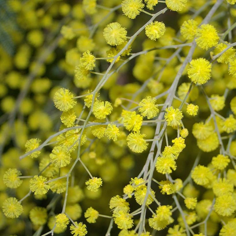 Acacia dealbata - Silber-Akazie (Blüte)