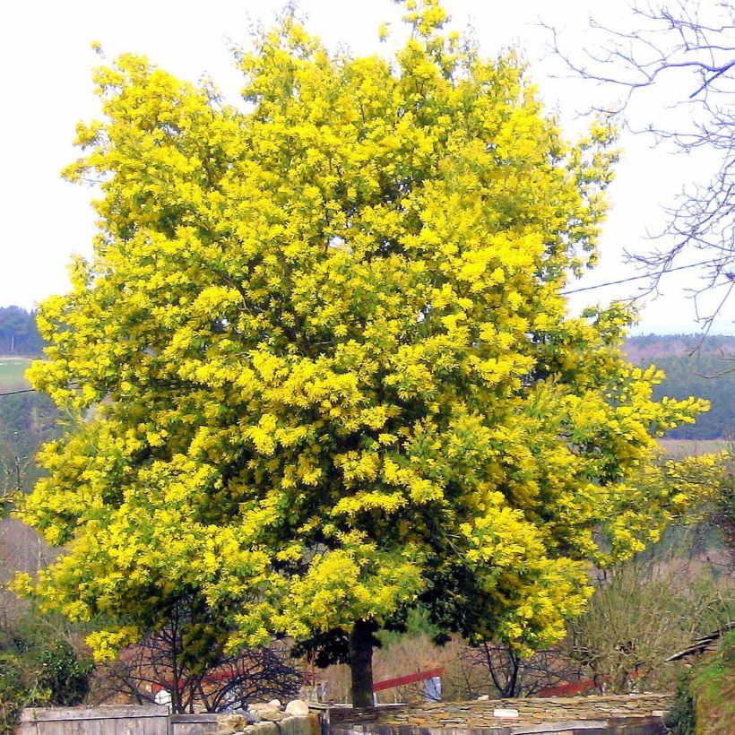 Acacia dealbata - Silber-Akazie (Hafen)