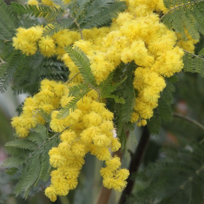 Acacia dealbata Gaulois Astier - Silber-Akazie (Blüte)