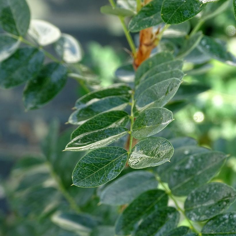 Caragana arborescens - Erbsenstrauch (Laub)