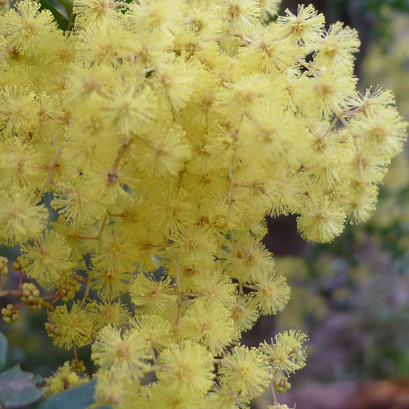 Acacia pravissima - Akazie (Blüte)