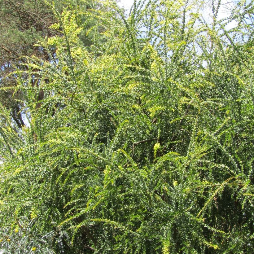 Acacia pravissima - Akazie (Hafen)