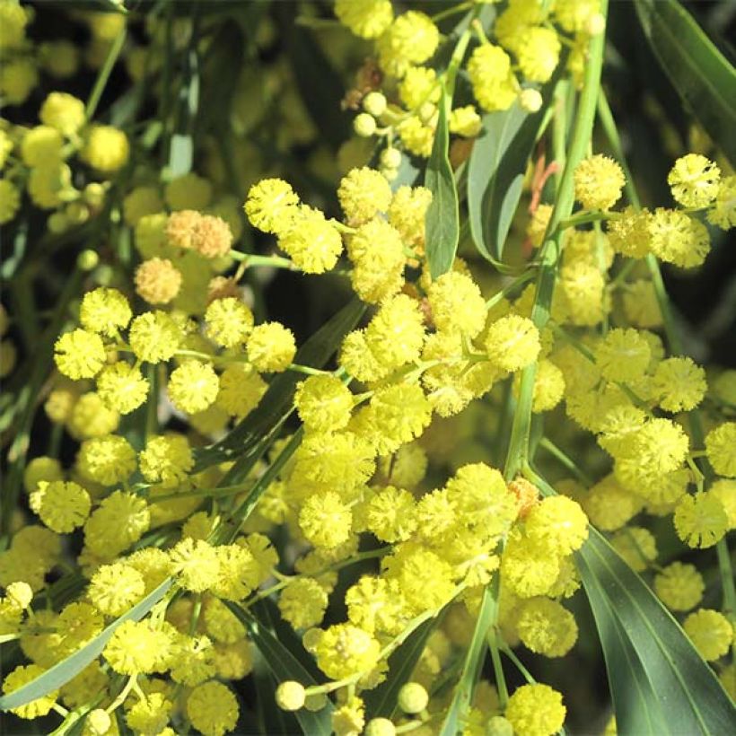 Acacia retinodes Lisette - Akazie (Blüte)