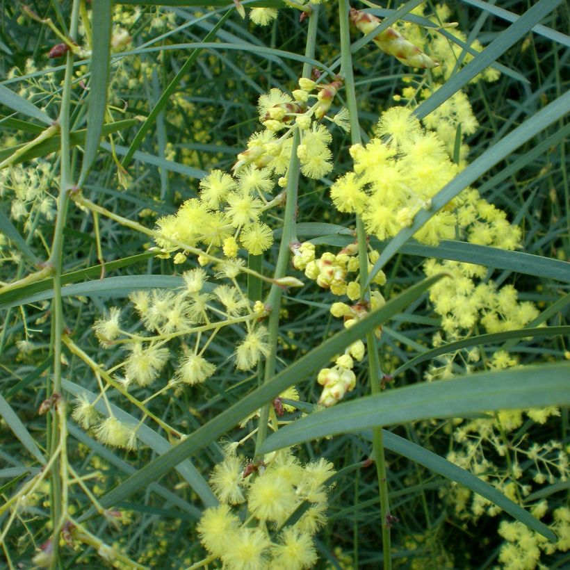 Acacia iteaphylla - Akazie (Blüte)