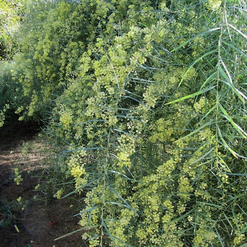 Acacia iteaphylla - Akazie (Hafen)