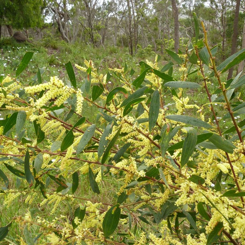 Acacia longifolia - Langblättrige Akazie (Laub)